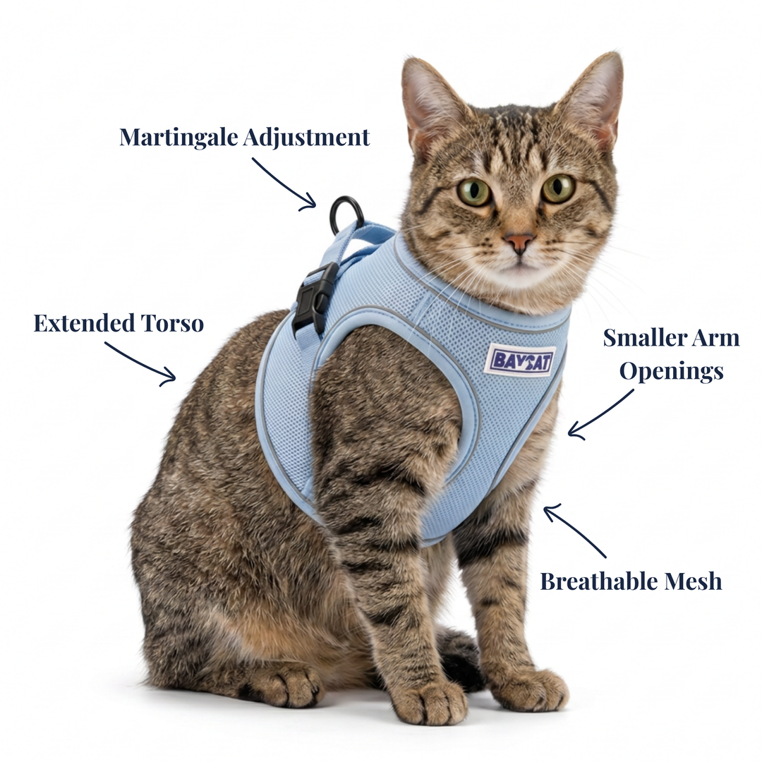 BAYCAT Harness + Leash