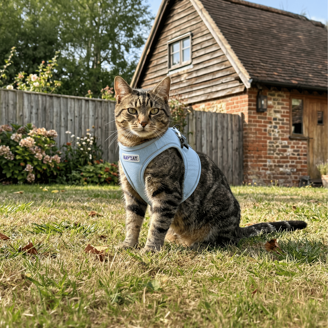 BAYCAT Harness + Leash