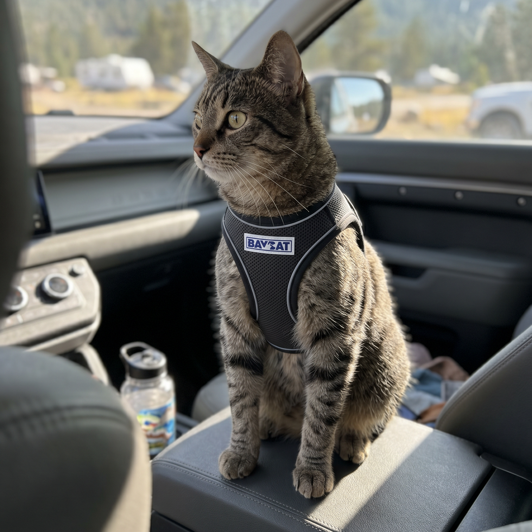 BAYCAT Harness + Leash