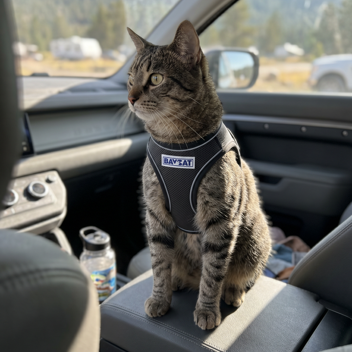 BAYCAT Harness + Leash