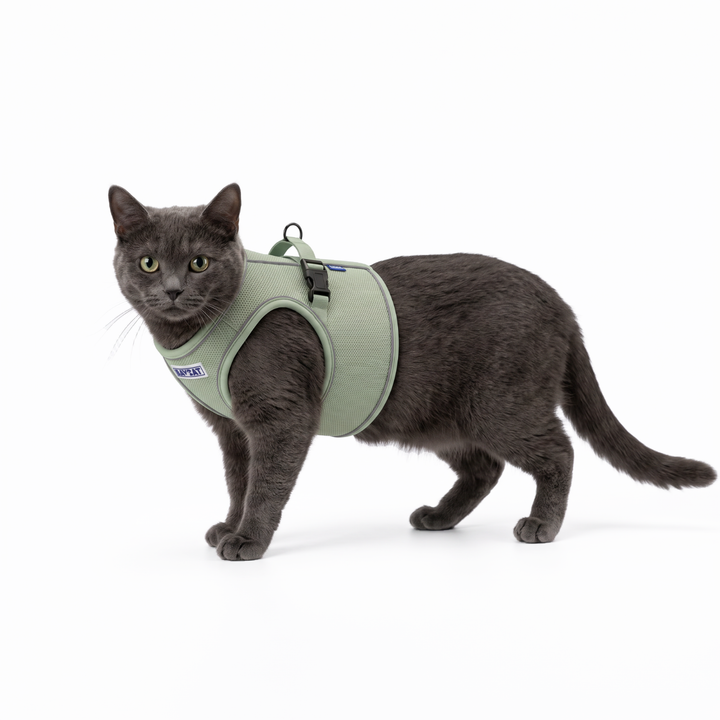 BAYCAT Harness + Leash