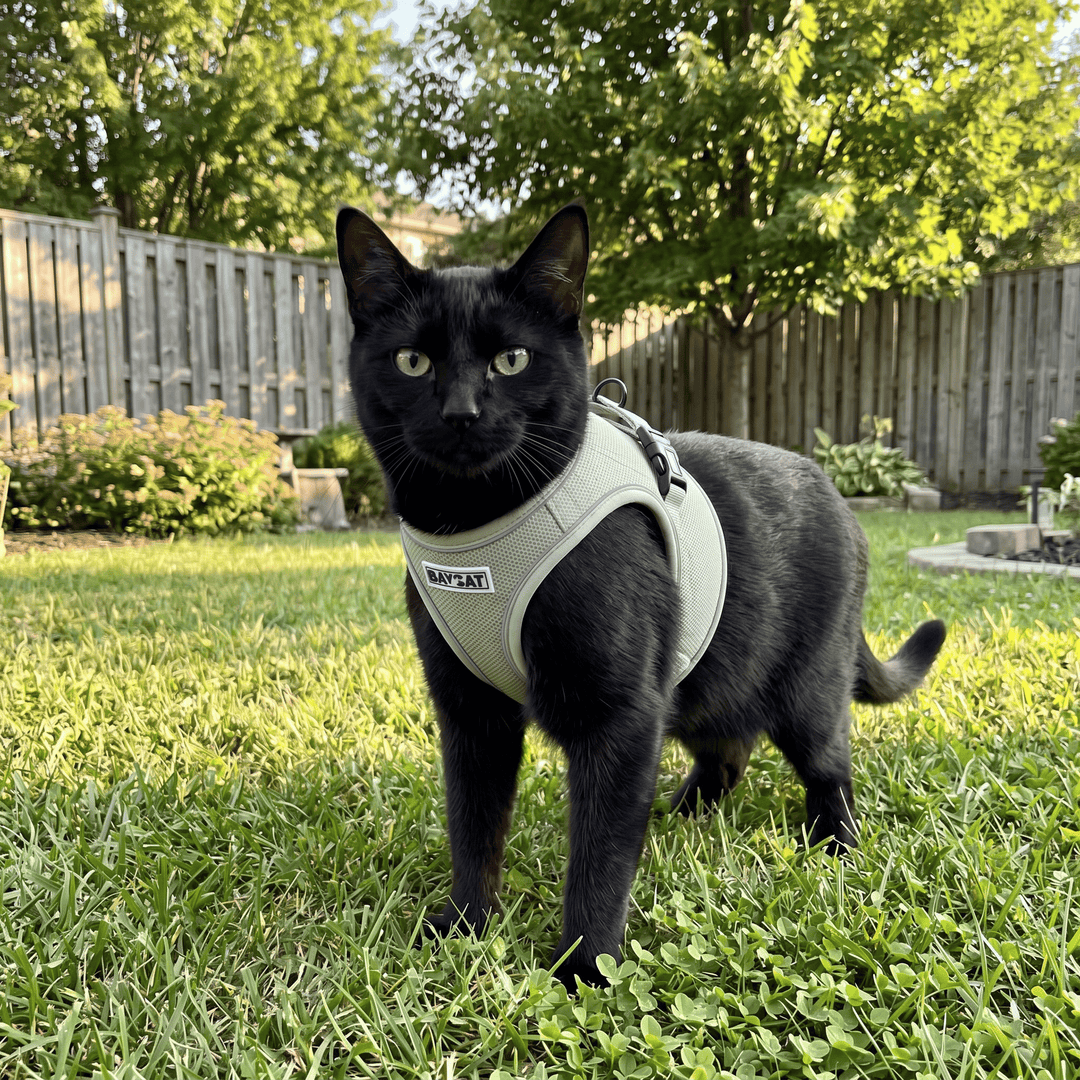 BAYCAT Harness + Leash