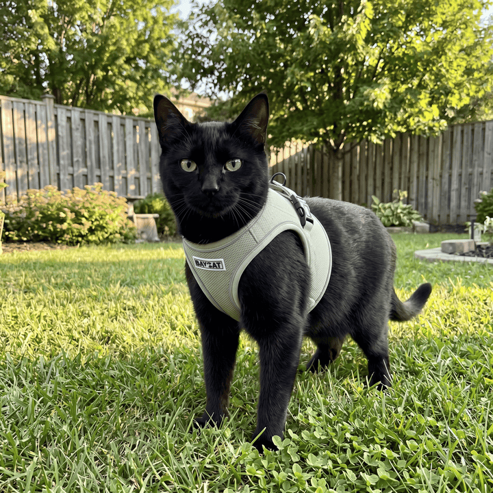 BAYCAT Harness + Leash