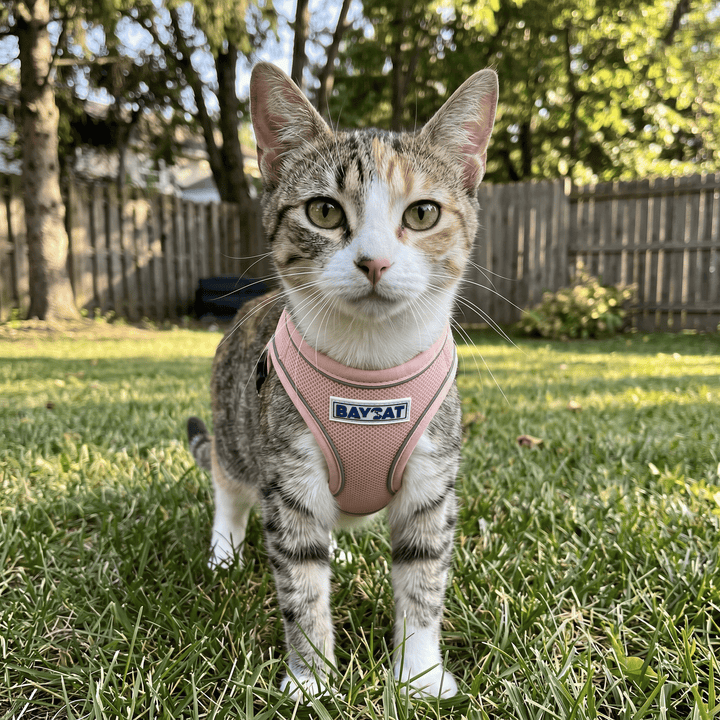 BAYCAT Harness + Leash